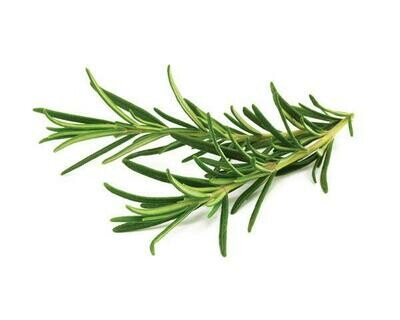 Herb Rosemary
