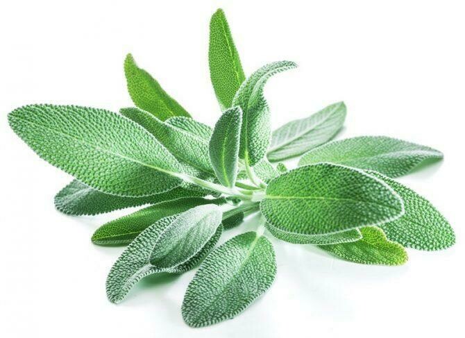 Herb Sage