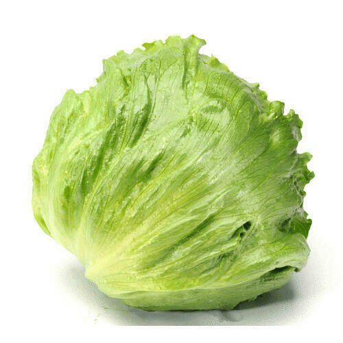 Lettuce Iceberg