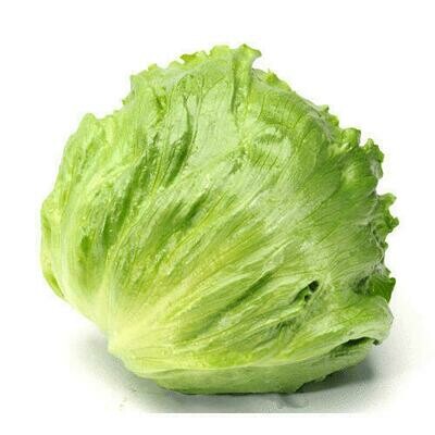 Lettuce Iceberg
