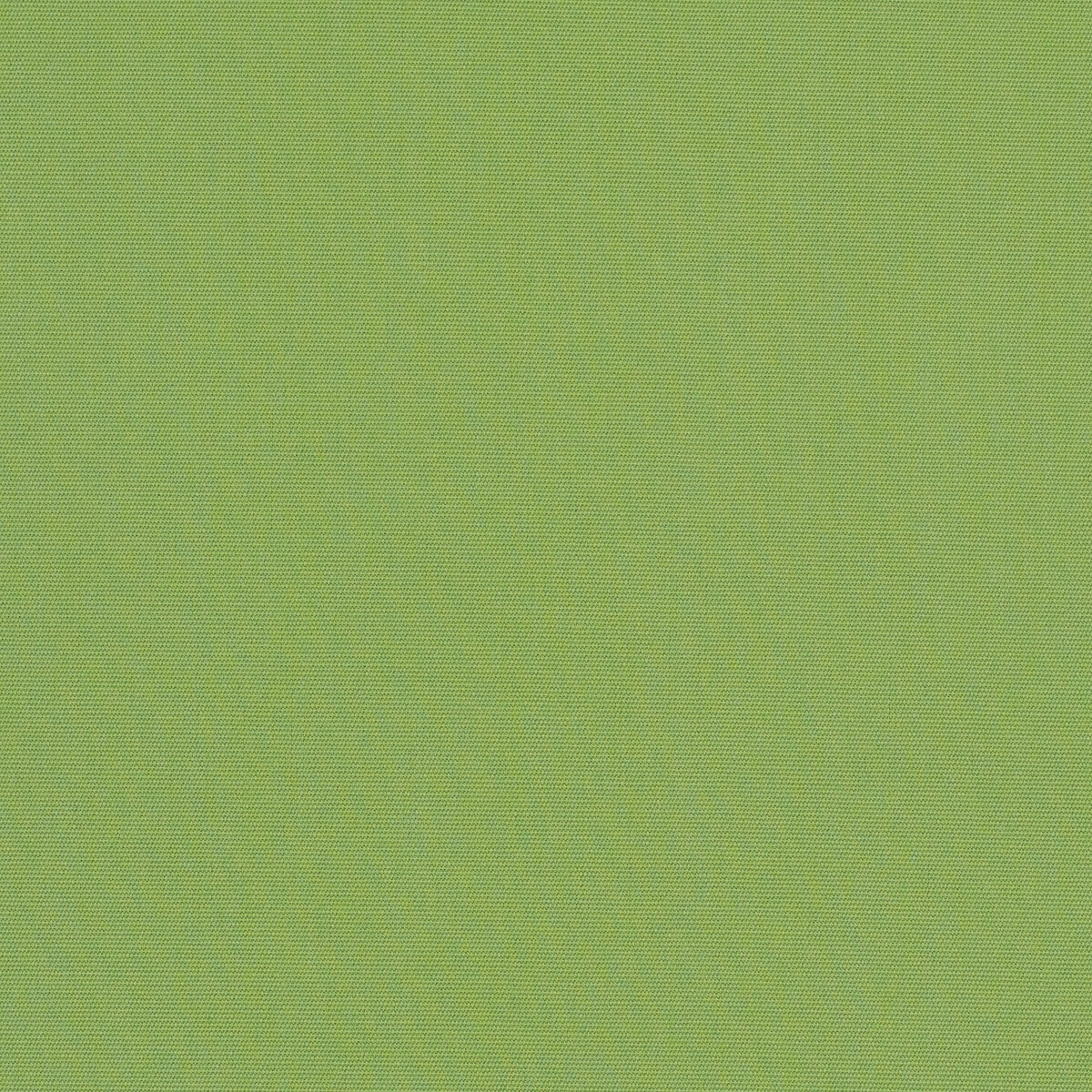 CANVAS GINKGO