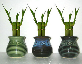 Lucky Bamboo (Starting at $850 for 96 Sets)