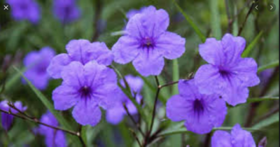 10" Mexican Petunia - Purple