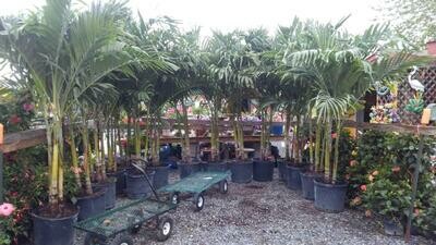 15 Gallon Adonidia Christmas Palm