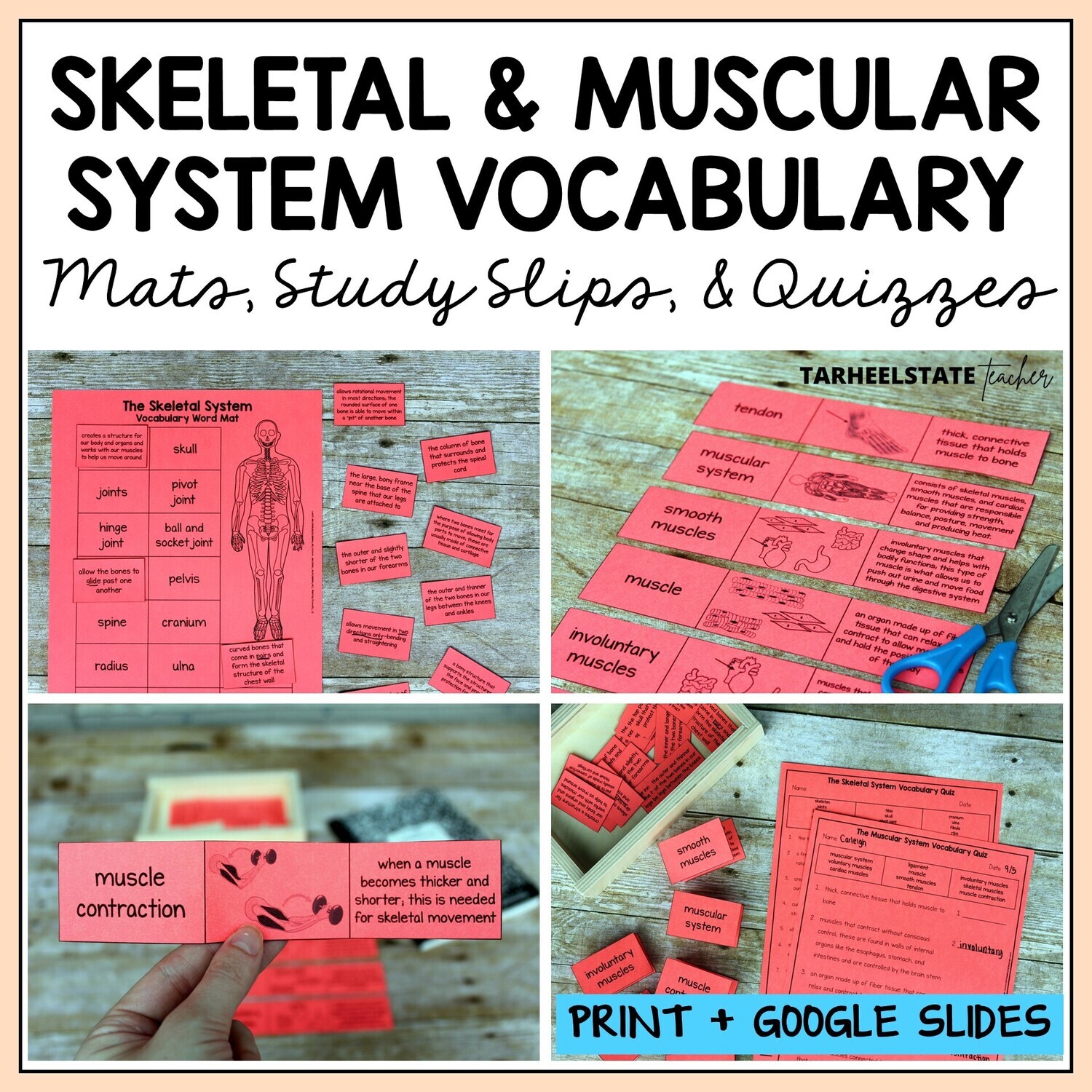 Skeletal and Muscular System Vocabulary Mats, Study Slips, and Quizzes