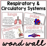 Respiratory and Circulatory System Word Wall