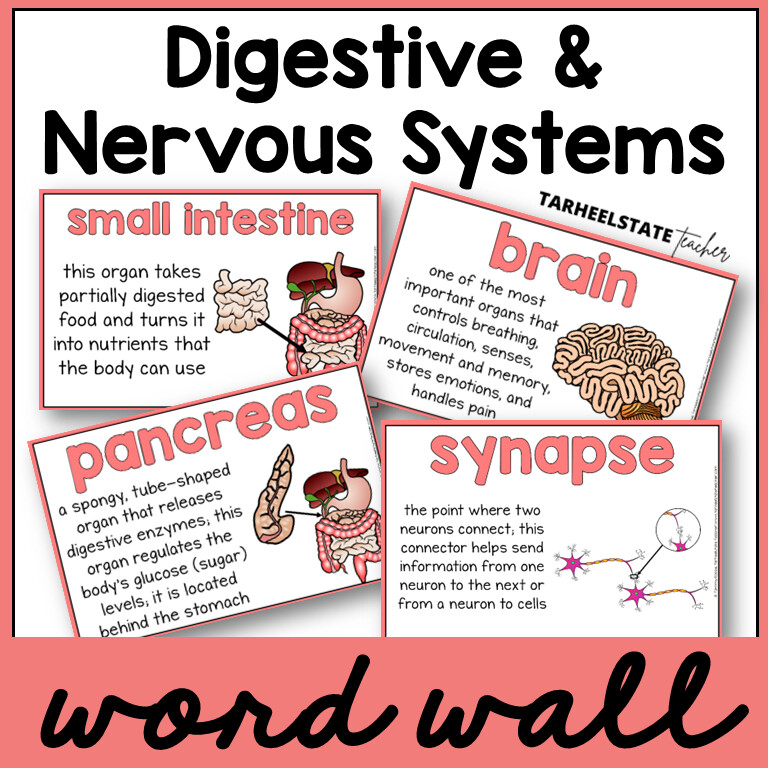 Digestive and Nervous System Vocabulary Science Word Wall