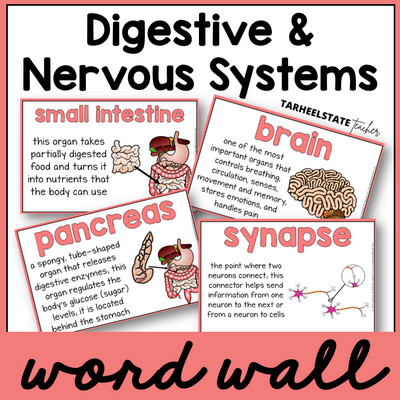 Digestive and Nervous System Vocabulary Science Word Wall