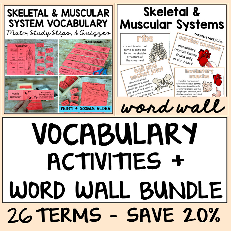 Skeletal and Muscular System Vocabulary Activities Bundle