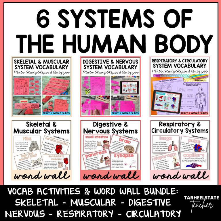 6 Systems of the Human Body Activities and Word Walls Bundle