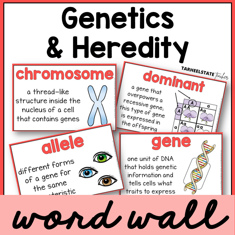 Genetics and Heredity Definitions Vocabulary Science Word Wall