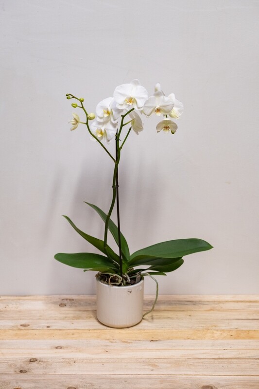Orchidée blanche