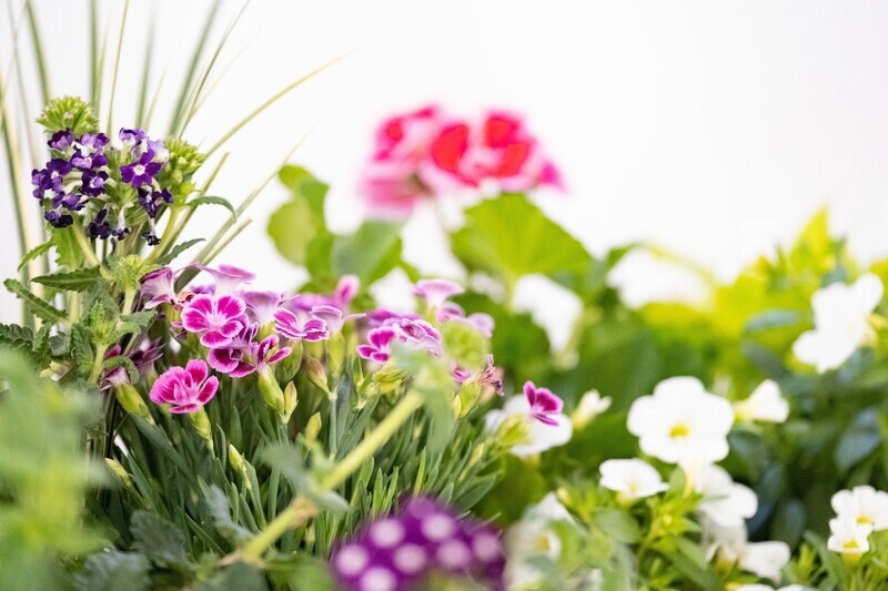 1 mètre de plantes