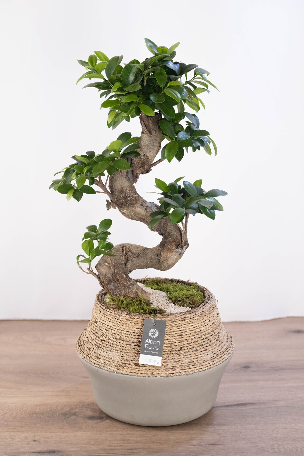Ficus bonsaï