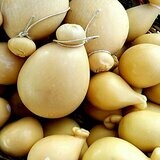 Caciocavallo Stagionato whole around 2kg