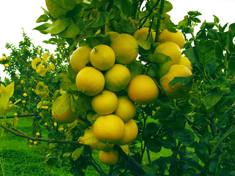 BERGAMOT PRODUCTS