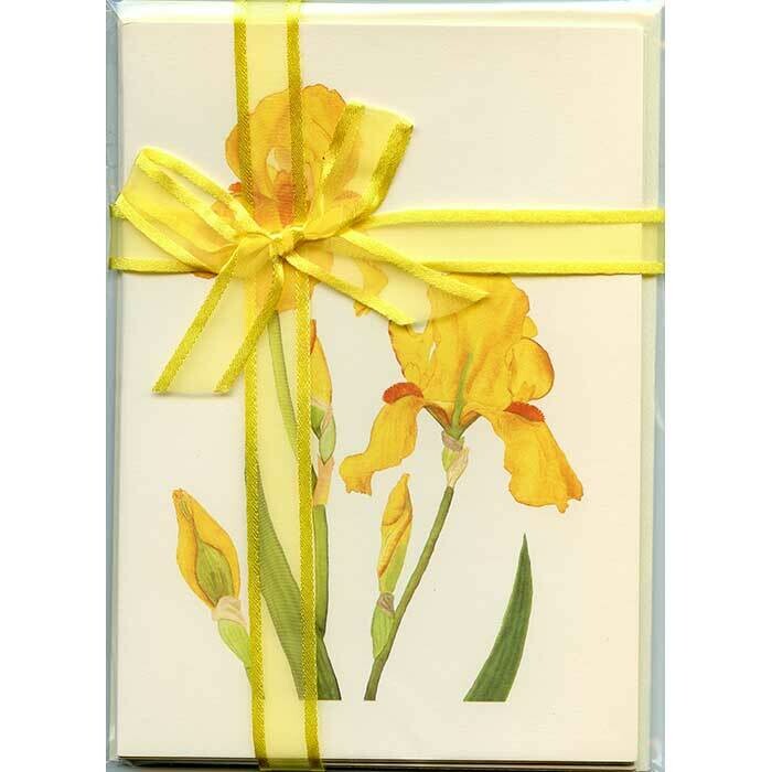 Yellow Bearded Iris – Floral Notecard 4 Card Gift Pack by Stephanie Scott