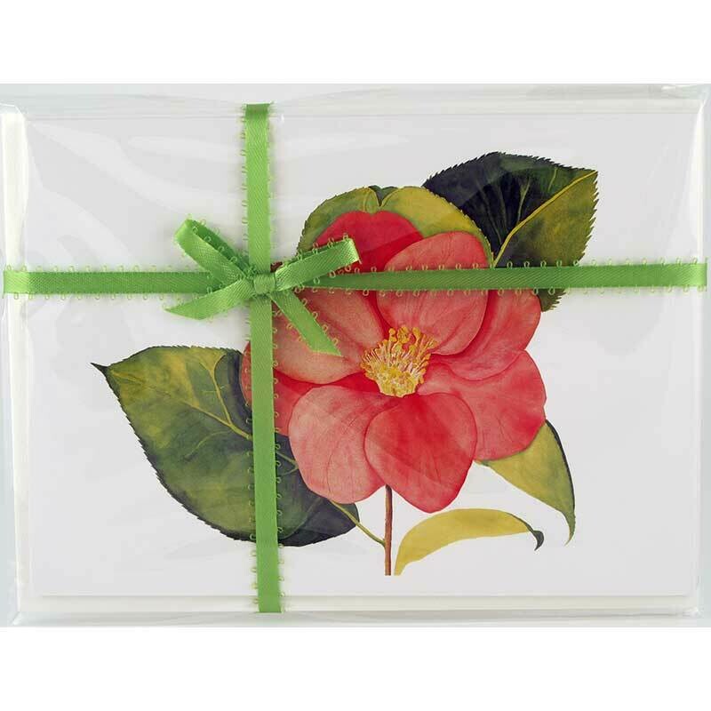 Camellia Japonica – Floral Notecard 4 Card Gift Pack by Stephanie Scott