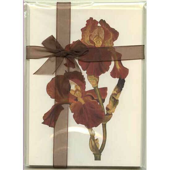Bronze Bearded Iris – Floral Notecard 4 Card Gift Pack