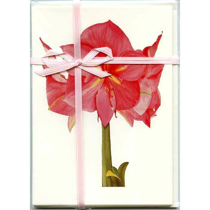 Pink Amaryllis – Floral Notecard 4 Card Gift Pack