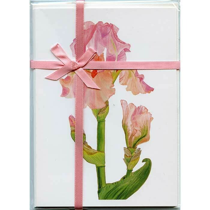 Bearded Iris Blossom &amp; Buds – Floral Notecard 4 Card Gift Pack by Stephanie Scott
