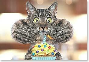 Cat Birthday Card