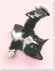 Cat Selfie Birthday Card