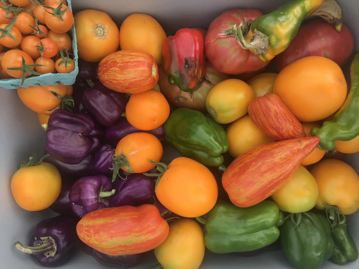 CSA Veggie Medium Summer 2025
