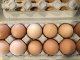 Eggs - Spring CSA Add-On PRORATED