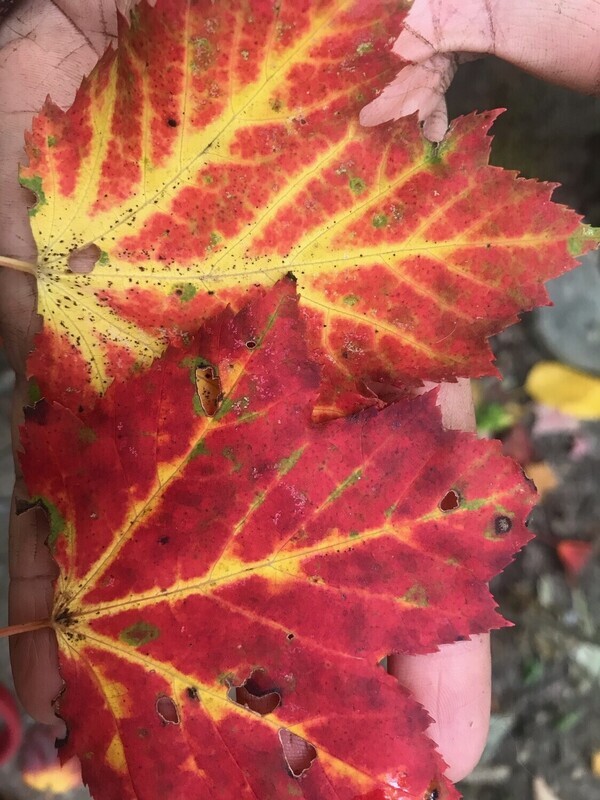 Fall CSA