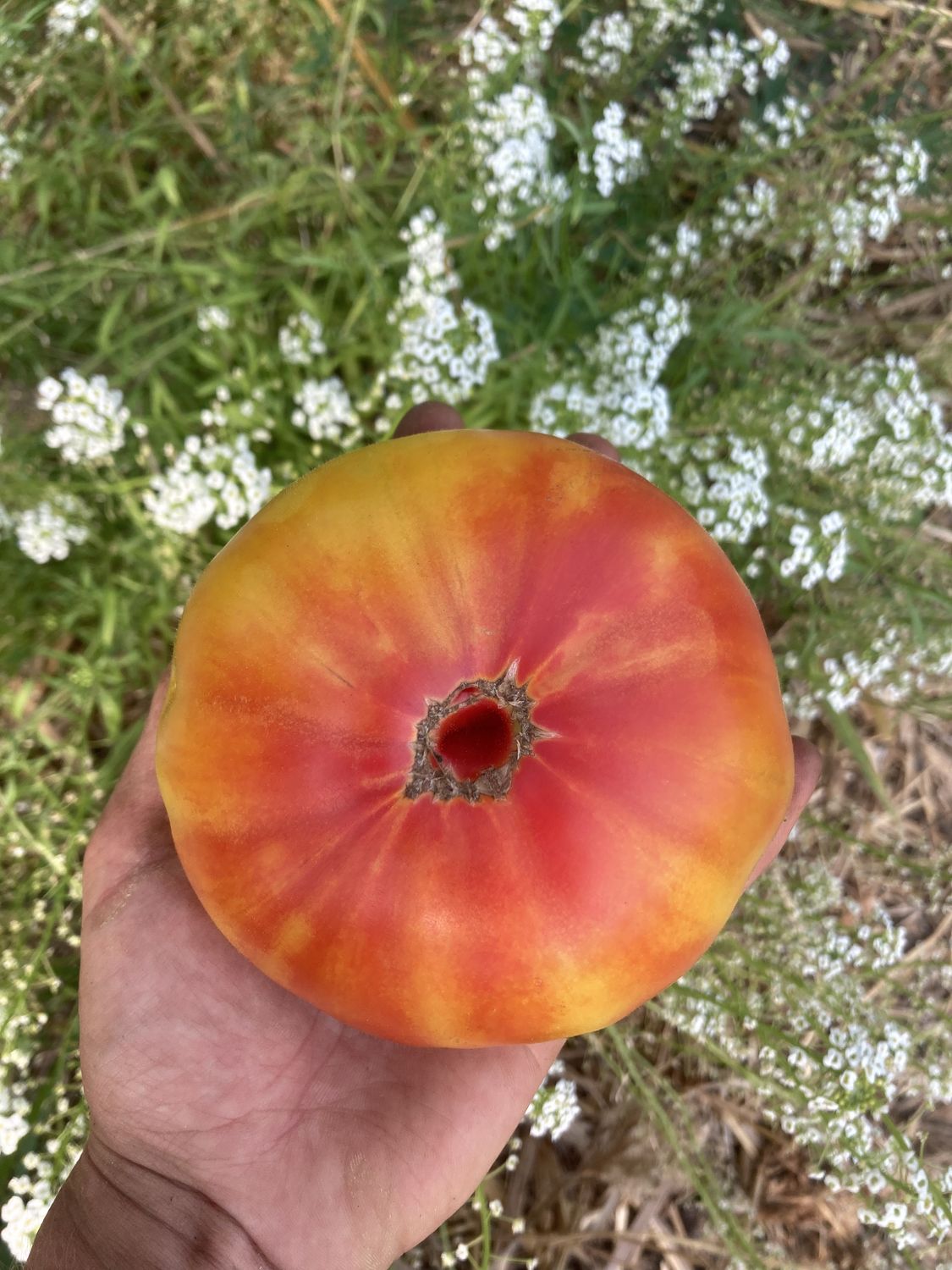 CSA Veggie - Large - Summer 2025