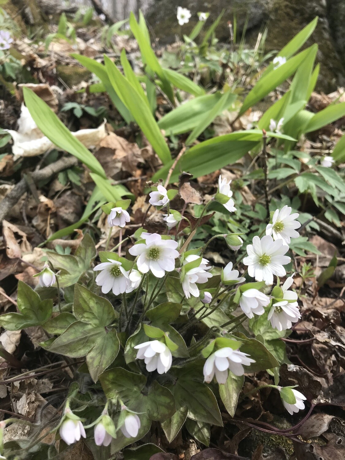 CSA Veggie - Small - 4 Items - Spring 2026