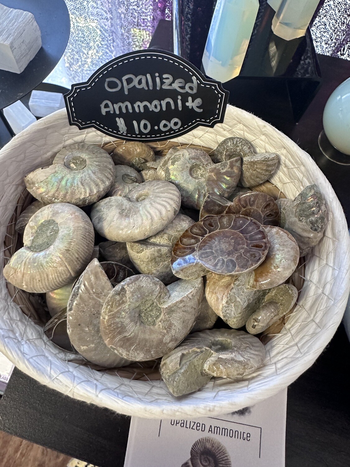 Opalized Ammonite