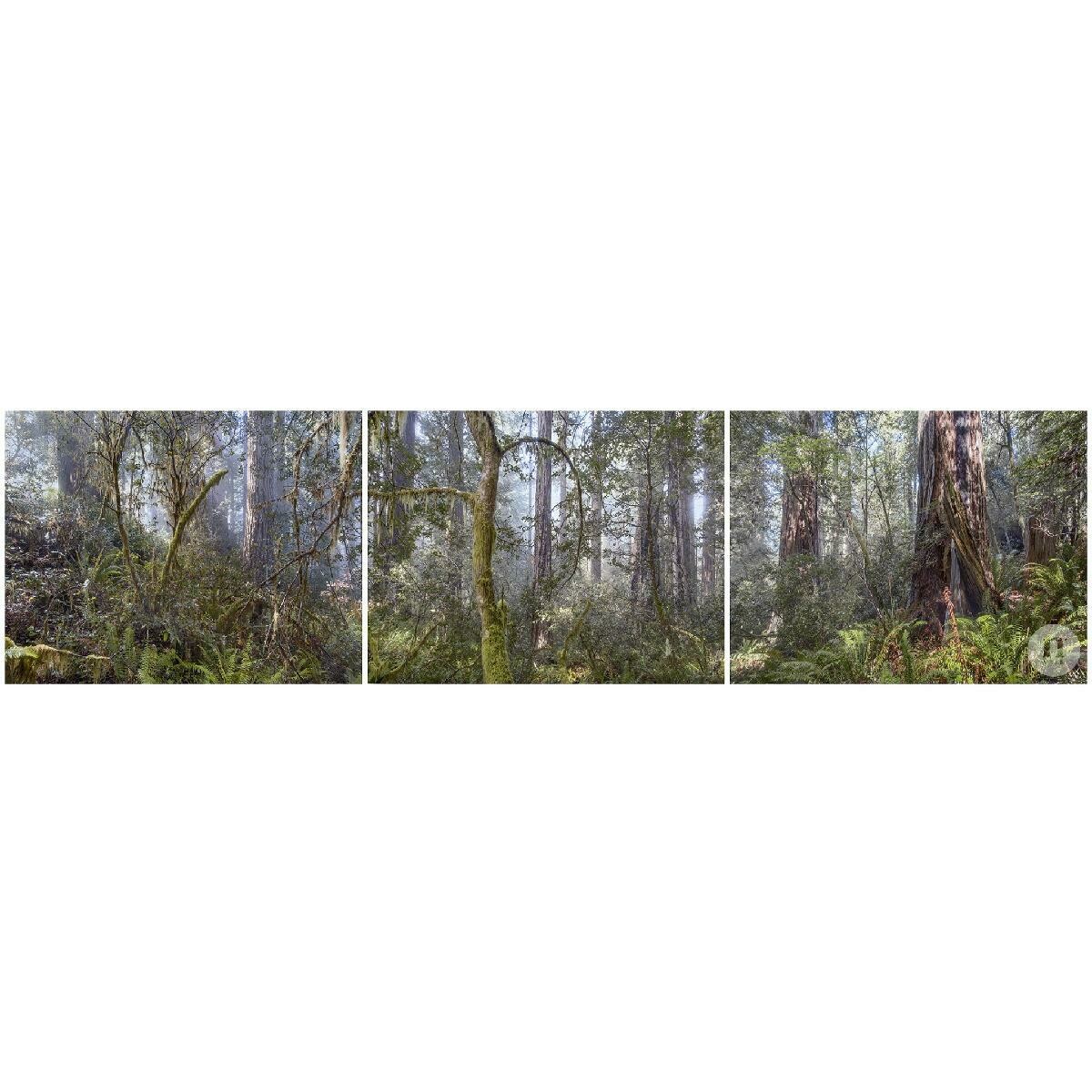 Lady Bird Grove - Redwoods National Park (12
