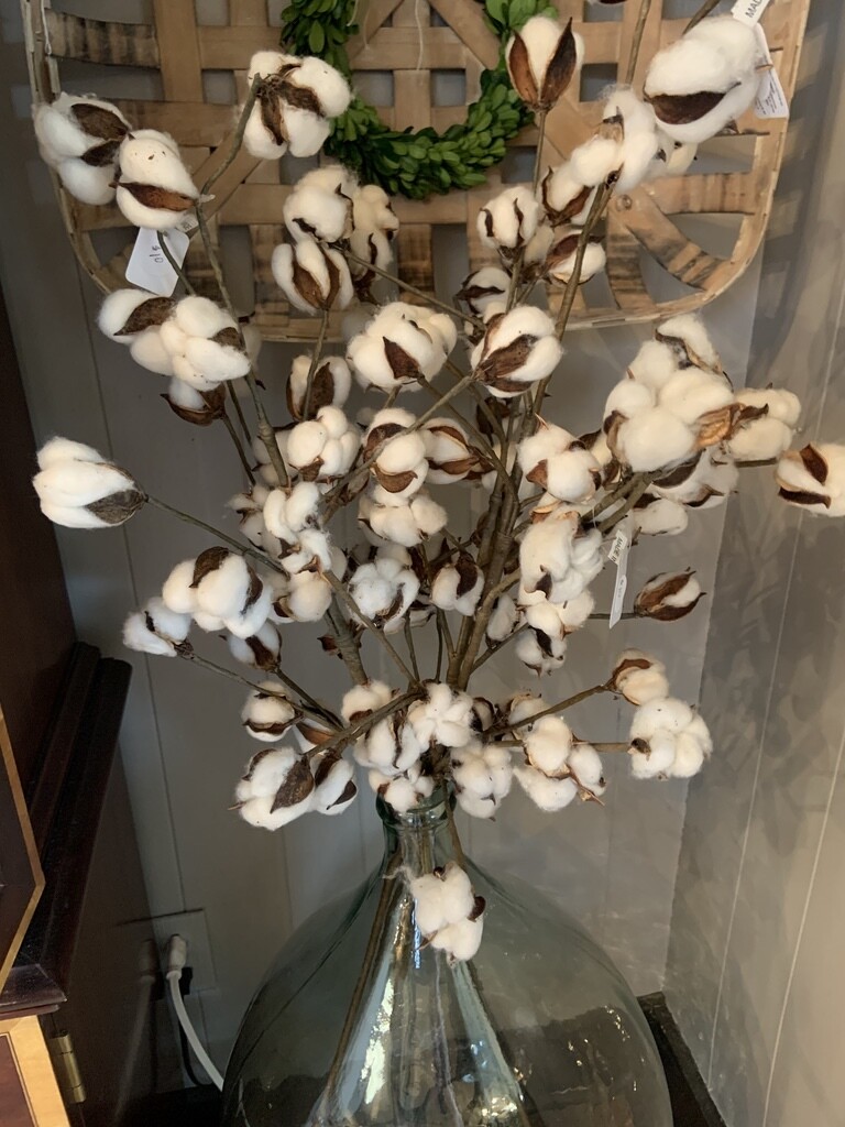 cotton stems 30"