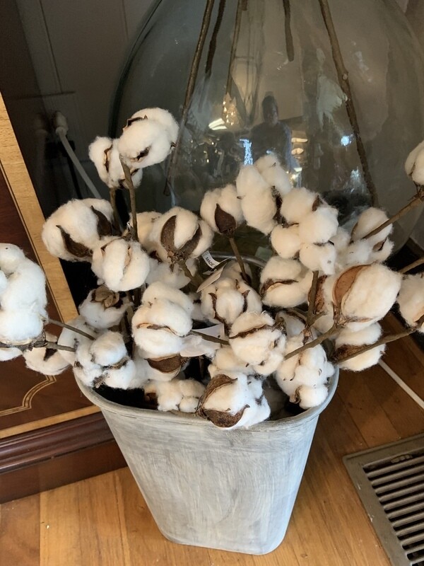 cotton stems 18"