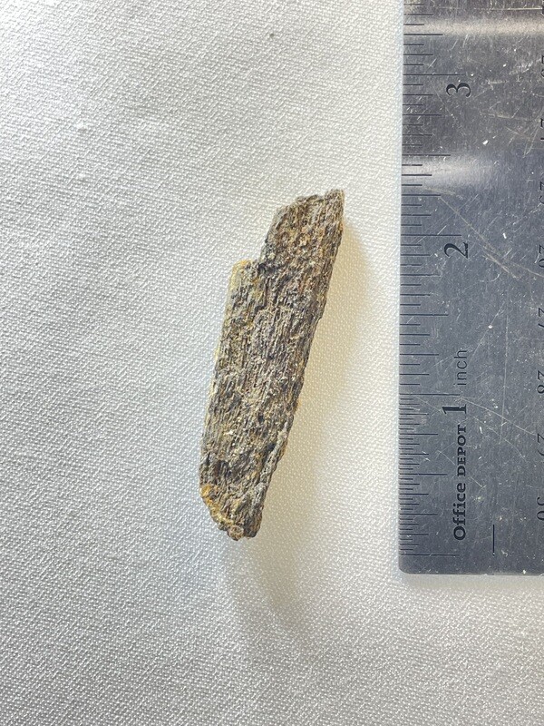 Hadrosauridae (Hadrosaur) bone fossil