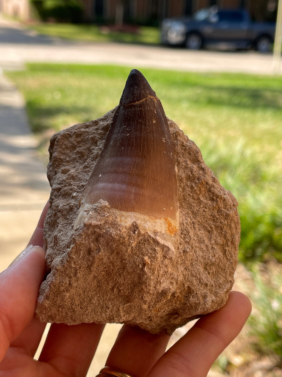 Mosasaurus tooth with crown & root 4