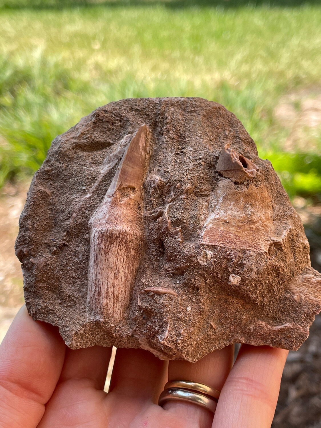 Mosasaurus tooth with crown & root 1