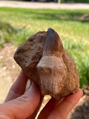 Mosasaurus tooth with crown & root 2