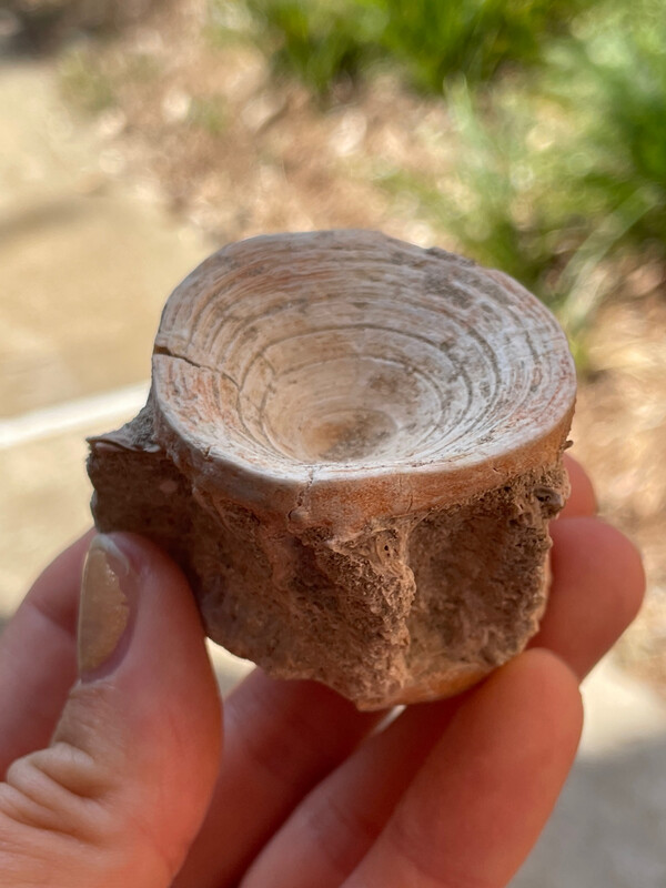 Enchodus Sabertooth Fish Vertebrae 2
