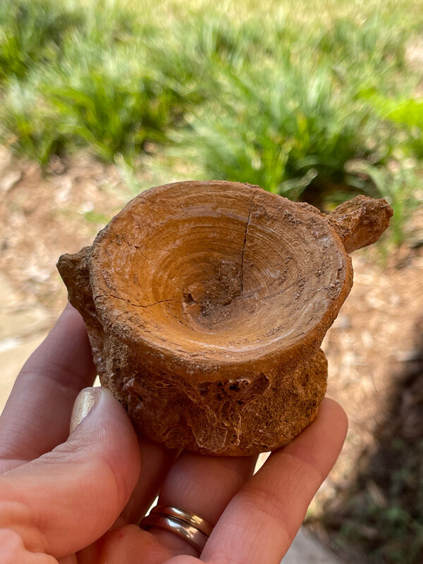 Enchodus Sabertooth Fish Vertebrae 1