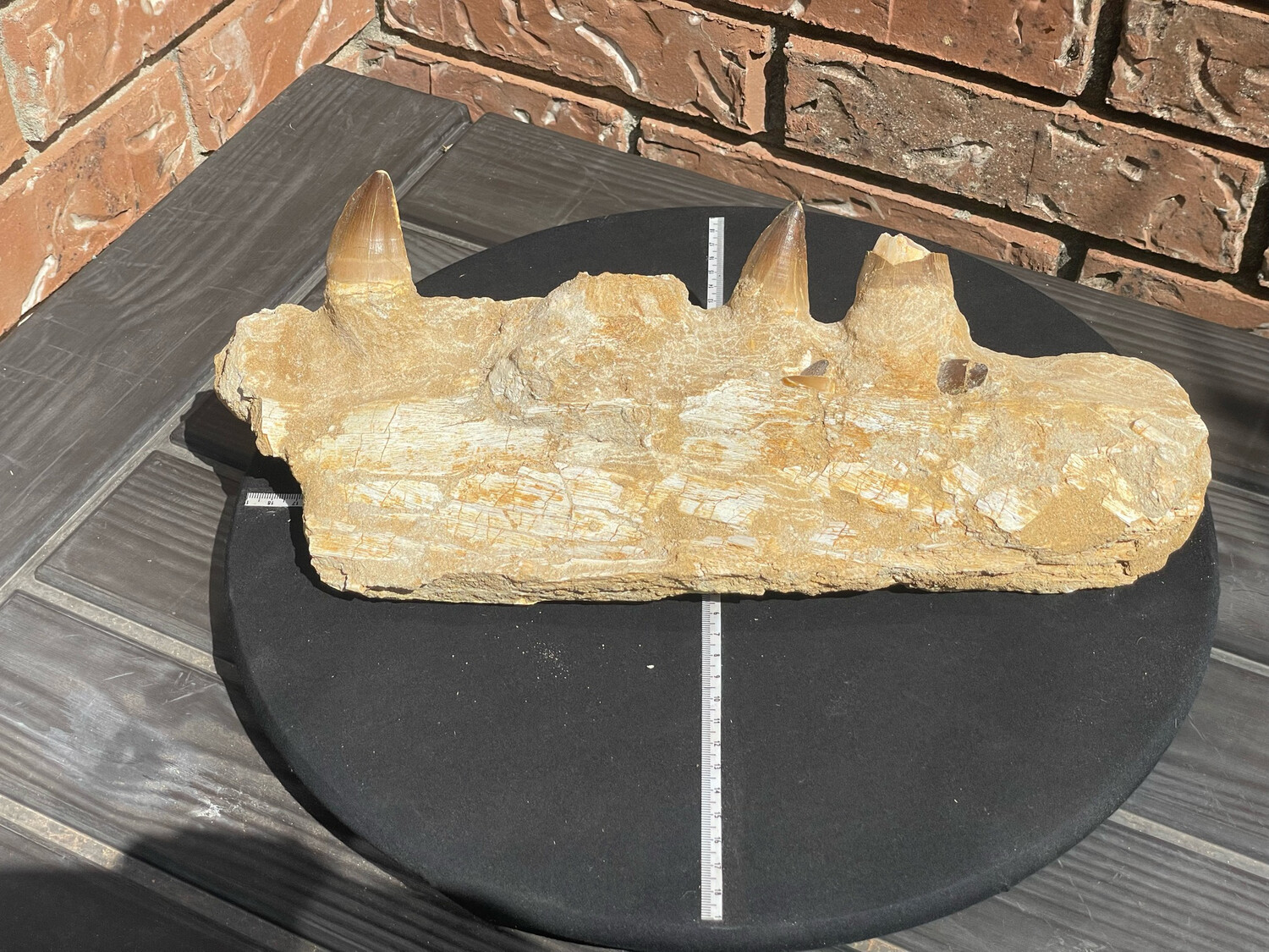 mosasaurus jaw 2