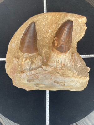 mosasaurus jaw 1