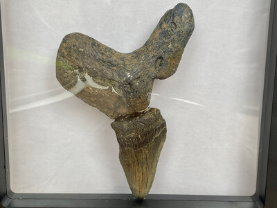 Otodus Megalodon shark tooth Mosaic 118g