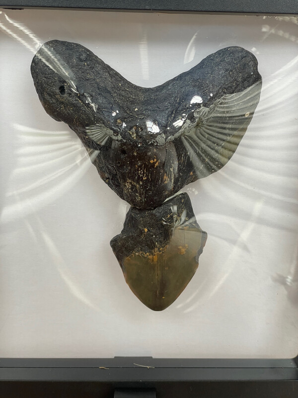 Otodus Megalodon shark tooth Mosaic 167g