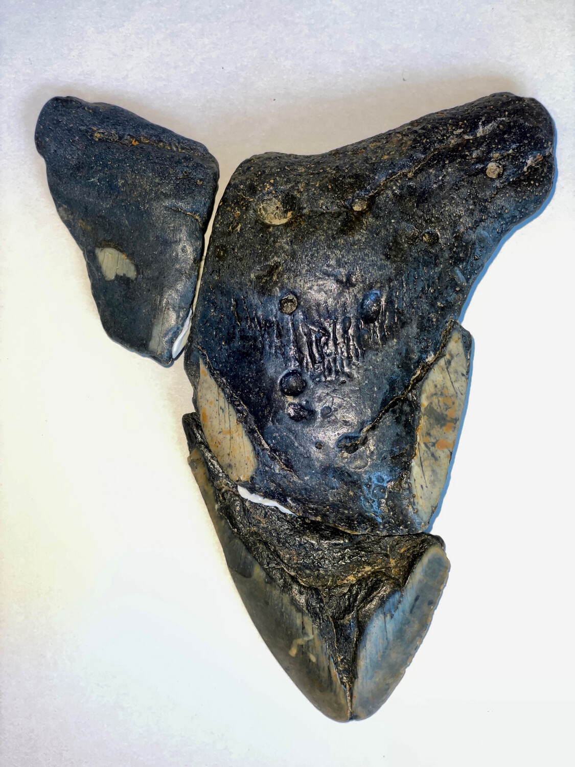 Otodus Megalodon shark tooth Mosaic 306g