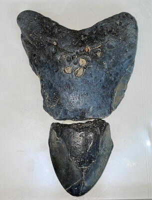 Otodus Megalodon shark tooth Mosaic 267g