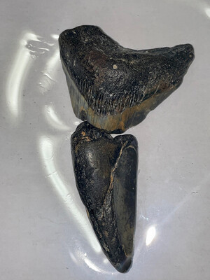 Otodus Megalodon shark tooth Mosaic 89g