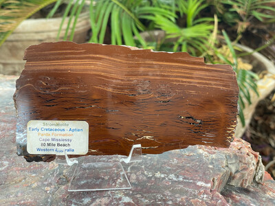 Stromatolite Parda Fm Aptian W Aust 1